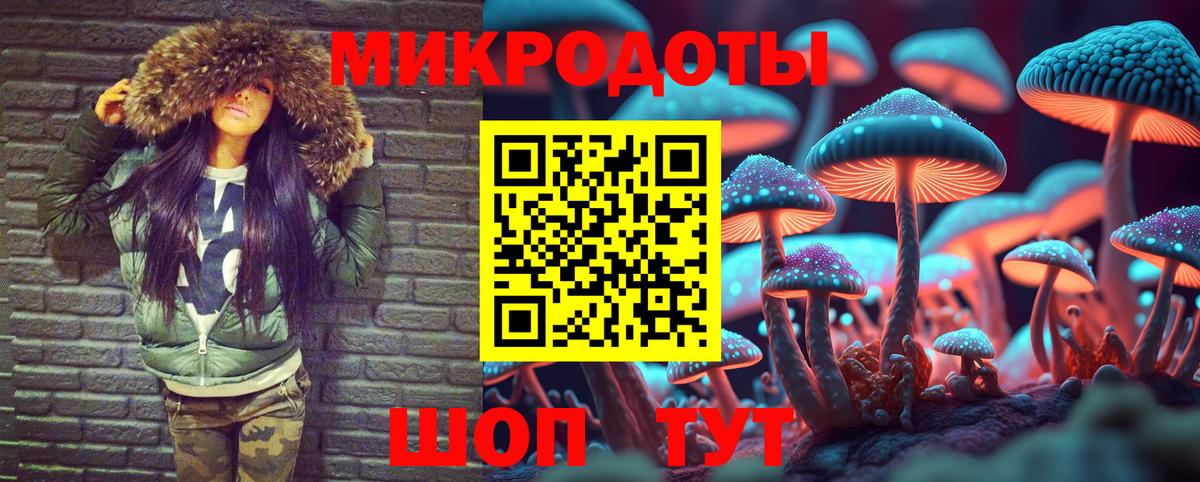 Псилоцибиновые грибы Psilocybe Псков